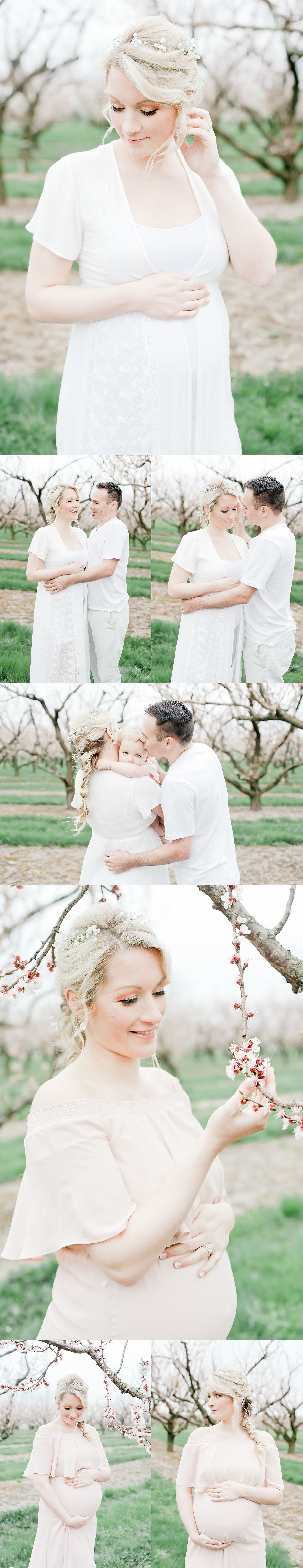 beautiful family maternity session in the flowering orchards in Niagara, Ontario